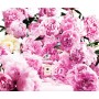 Jo Malone London Peony & Blush Suede